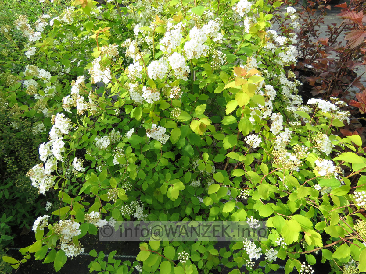 Spiraea vanhouttei Gold Fountain 02.JPG